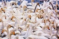 White whooper swans swimming in the nonfreezing winter lake. Altai, Russia Royalty Free Stock Photo