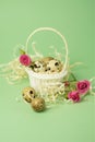 White wicker basket filled with straw,small pink roses,quail eggs on a green background. The concept of Easter Holidays. Easter Royalty Free Stock Photo