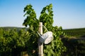 White wicker basket hanging on a pole in vineyard Royalty Free Stock Photo