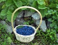 White wicker basket with ripe blue honeysuckle berry