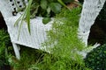 White wicker chair in the garden, plants in pots stand on the chair. Beautiful design Royalty Free Stock Photo