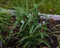 A white Widows Tears plant blooms in the front garden