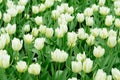 Spring Green grade tulips Viridiflora class on the meadow with green grass. White flowers with blooming buds on a lawn in the city