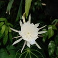 Wijaya kusuma flower