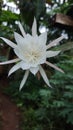 This is a white Wijaya Kusuma flower which is beautiful and smells good