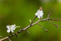 White wild Apple blossom in the field Royalty Free Stock Photo