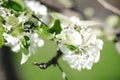 White wild Apple blossom in the field Royalty Free Stock Photo