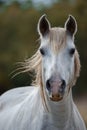 White wild camargue horse