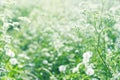 White wild carrot flowers