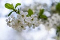 White Cherry Blossom Blooming Tree In Spring Close Up Royalty Free Stock Photo