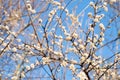 White wild cherry flowers on a tree Royalty Free Stock Photo