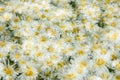 The white wild chrysanthemum flower