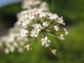 White wild cicuta virosa flower in green