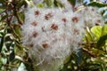 White Wild clematis Old Man\'s Beard flower Royalty Free Stock Photo