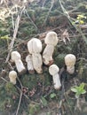 White wild common button mushroom.