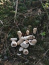 White wild common button mushroom.