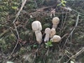 White wild common button mushroom.