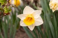 White wild Daffodil or Narcissus Pseudonarcissus in a park in Werdenberg in Switzerland Royalty Free Stock Photo