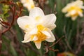 White wild Daffodil or Narcissus Pseudonarcissus in a park in Werdenberg in Switzerland Royalty Free Stock Photo