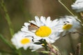White wild daisies with one butterfly. Rural field, detail. Summer flowers in field Royalty Free Stock Photo