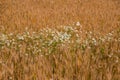 White wild daisies in a ripe wheat field Royalty Free Stock Photo