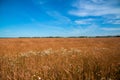 White wild daisies in a ripe wheat field Royalty Free Stock Photo