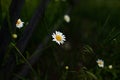 White Wild Daisies In Summer Green Field At Sunset. Royalty Free Stock Photo