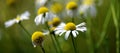 White Wild Daisy Daisies Flowers in Field Royalty Free Stock Photo