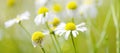 White Wild Daisy Daisies Flowers in Field Royalty Free Stock Photo