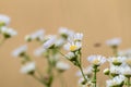 White wild daisy like flowers on beige yellow