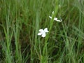 White Wild Flower blooming between Green Grass