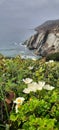 White Wild Flower, Cistus Ladanifer, Cliff Edge Flora, Ocean Background, Nature