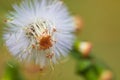 White wild flower