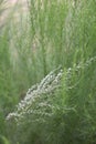 A beautiful white flower with green plants background. Royalty Free Stock Photo