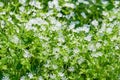 White wild flower natural texture background