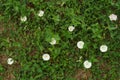 White wild flowers birch bindweed in green grass. Natural background in the garden