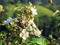 Wild flowers in the mountains