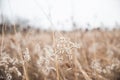 White Wild Flowers and Dried High Grasses in Mascatatuck County