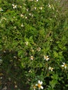 White wild flowers on the edge of the cliff Royalty Free Stock Photo
