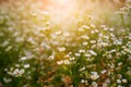 White wild flowers in the meadow in the rays of the evening sun Royalty Free Stock Photo
