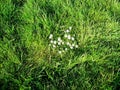 Dotted white flowers among green grass. Royalty Free Stock Photo