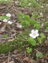 White wild forest flowers