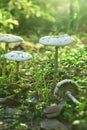 White wild fungus mushroom