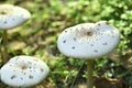 White wild fungus mushroom