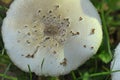 White wild fungus mushroom