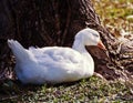 White wild goose sleeps in the shadow of a tree on sunny day