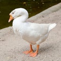 A white wild goose stands