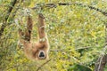 White handed gibbon hanging on tree Royalty Free Stock Photo