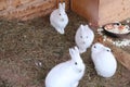 White wild hares in the zoo eat carrots