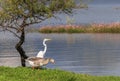 White wild Heron and duck Royalty Free Stock Photo